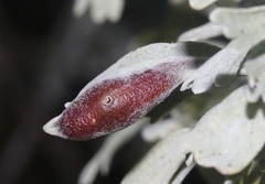 Rhopalomyia tumidibulla