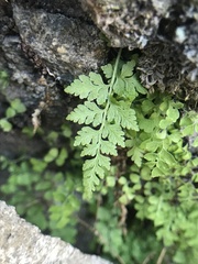 Cystopteris fragilis apiiformis