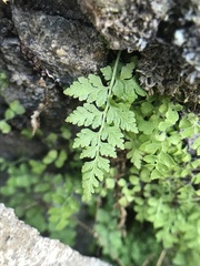 Cystopteris fragilis apiiformis