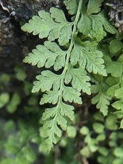 Cystopteris fragilis apiiformis