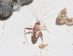 Phytocoris hettenshawi