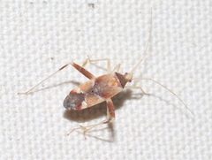 Phytocoris hettenshawi