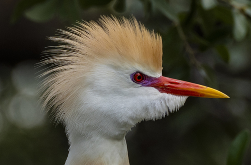 Western Cattle-Egret, photo 9 of 10