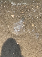 Chrysaora chesapeakei