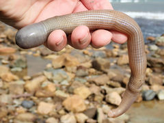 Sipunculus robustus