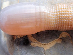 Sipunculus robustus