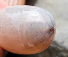 Sipunculus robustus