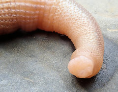 Sipunculus robustus