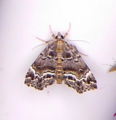 Cutina arcuata
