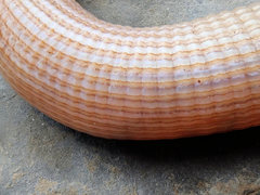 Sipunculus robustus