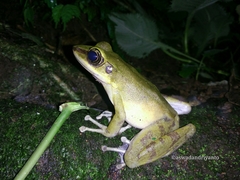 Odorrana hosii