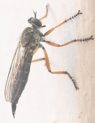 Neomochtherus pallipes