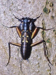 Metallyticus violaceus
