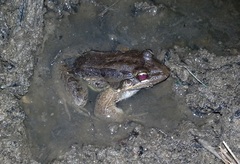 Leptodactylus insularum
