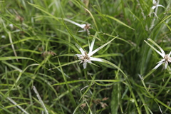 Rhynchospora nervosa