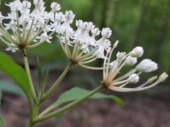 Asclepias perennis