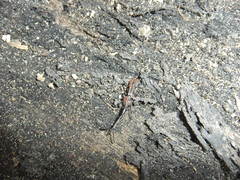 Brentus anchorago