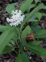 Asclepias perennis