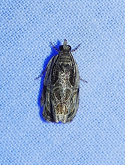 Olethreutes tilianum