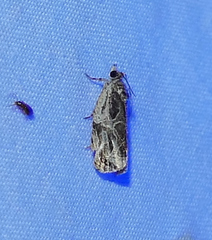 Olethreutes tilianum