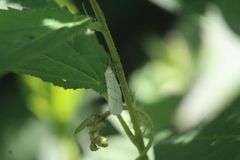 Leuculodes lacteolaria