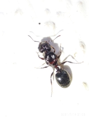 Pheidole