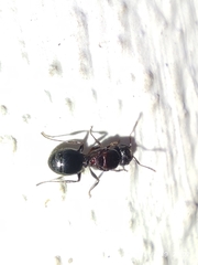 Pheidole