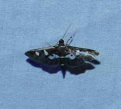 Desmia subdivisalis