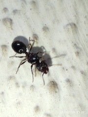 Pheidole