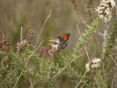 Auca coctei nycteropus