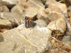 Auca coctei nycteropus