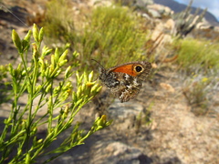 Auca coctei nycteropus