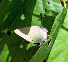 Cyanophrys miserabilis