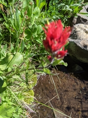 Castilleja parviflora