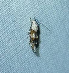 Mompha rufocristatella