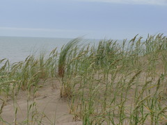 Panicum racemosum