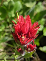 Castilleja parviflora