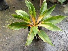 Chlorophytum orchidastrum