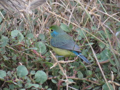 Passerina leclancherii