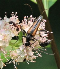 Strangalepta abbreviata