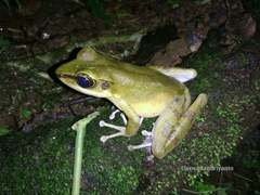 Odorrana hosii