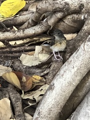 Copsychus malabaricus