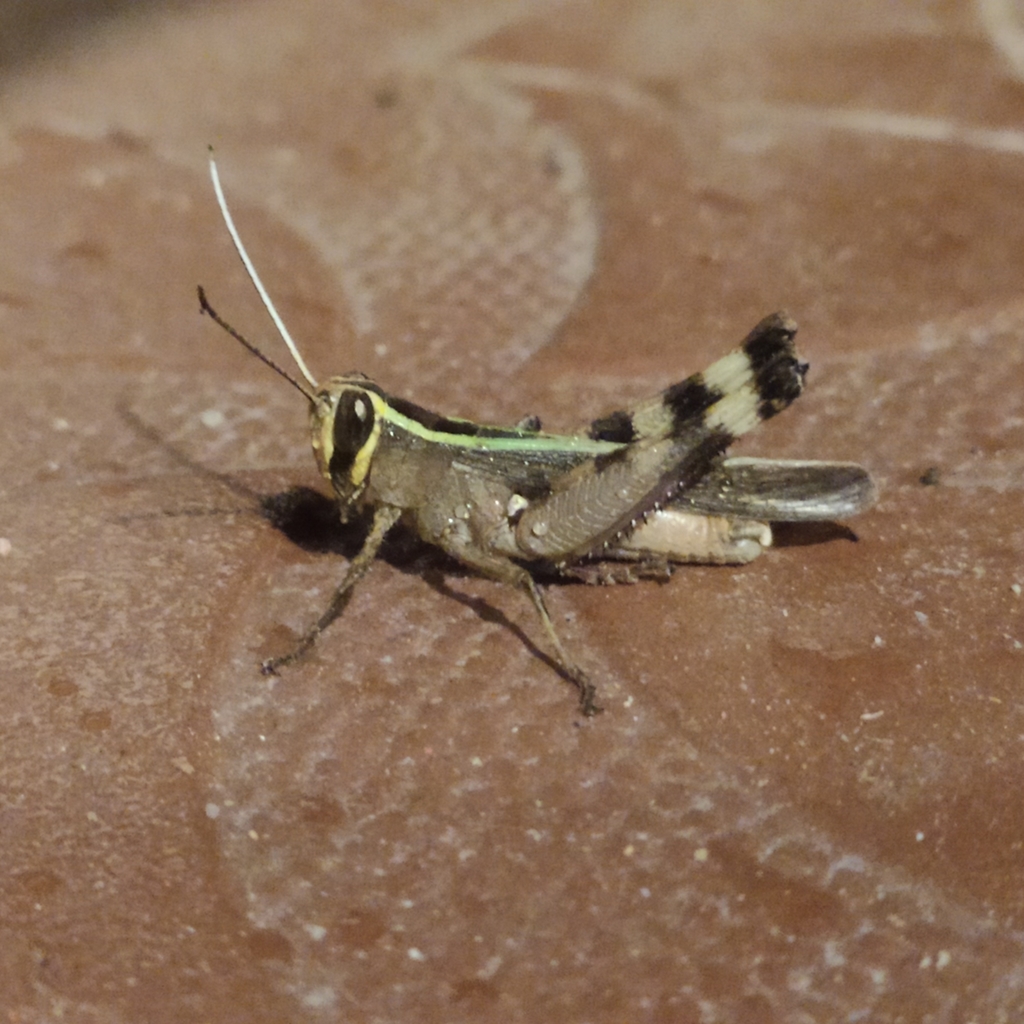 Heteracris pulchra