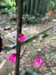 Comparettia falcata falcata