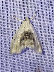 Lipocosma sicalis