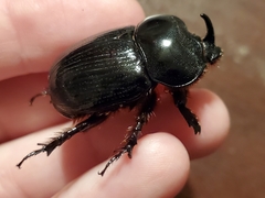 Xyloryctes jamaicensis