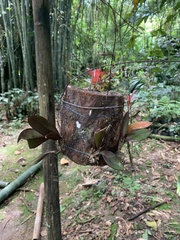 Comparettia falcata falcata