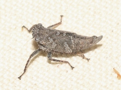 Lystridea