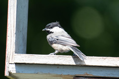 Poecile atricapillus