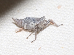 Lystridea
